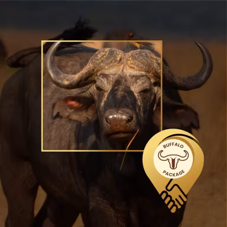 Localdeal wildlife buffalo