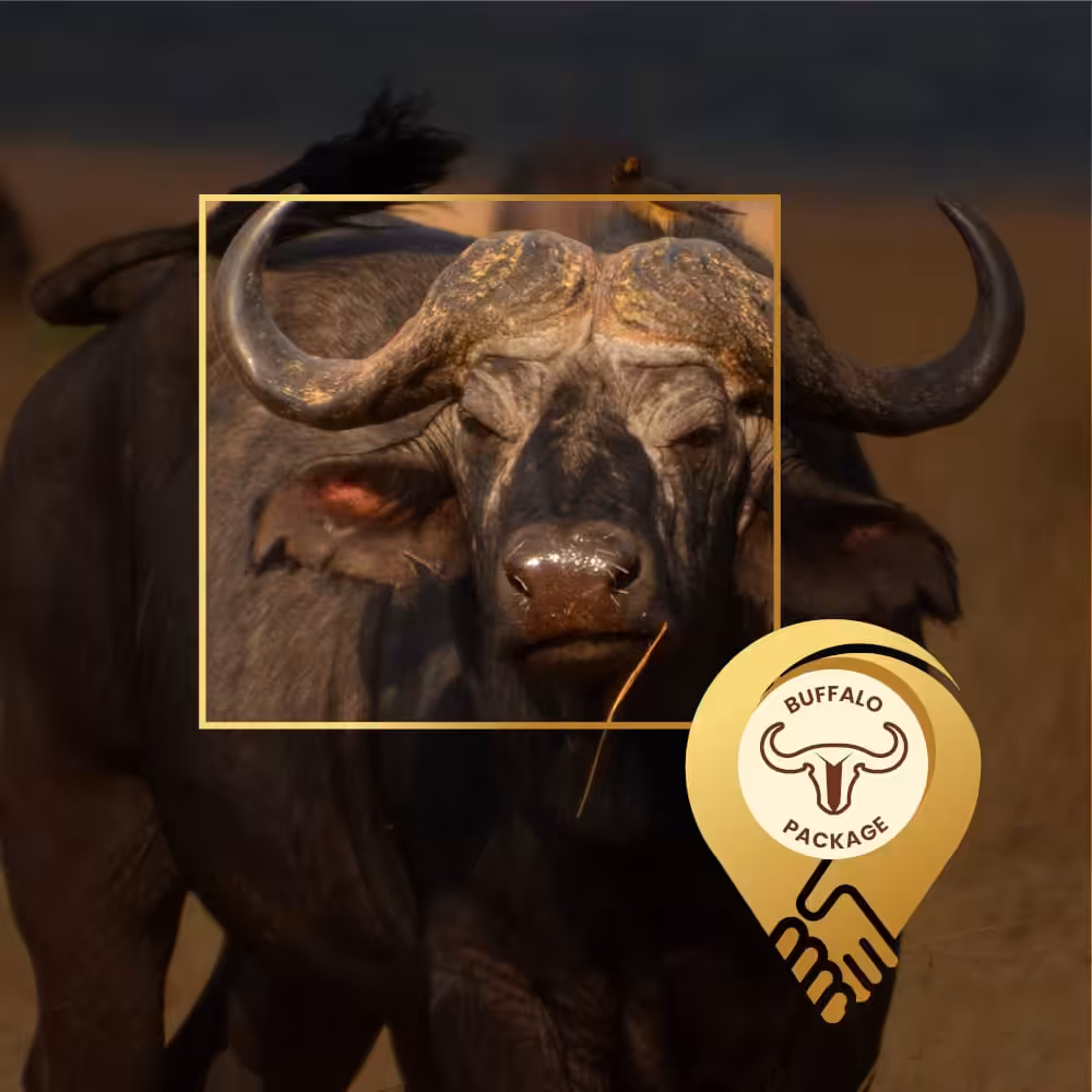 Localdeal wildlife buffalo